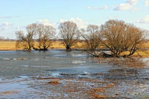 Elbe river meadows in springtime. willow trees Stock Photos