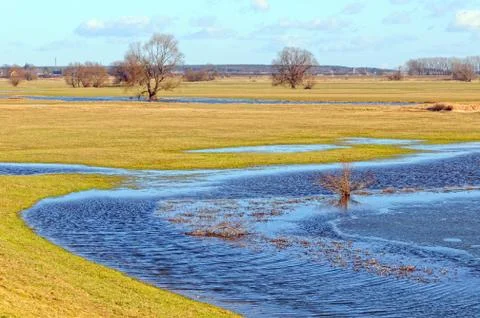 Elbe river meadows in springtime. willow trees Foto stock