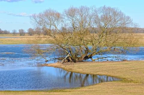 Elbe river meadows in springtime. willow trees Stock Photos