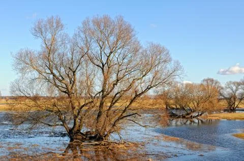 Elbe river meadows in springtime. willow trees Stock Photos