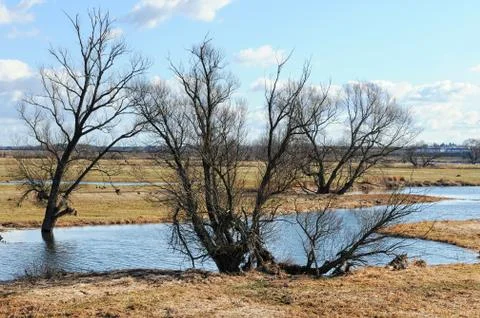 Elbe river meadows in springtime. willow trees Stock Photos
