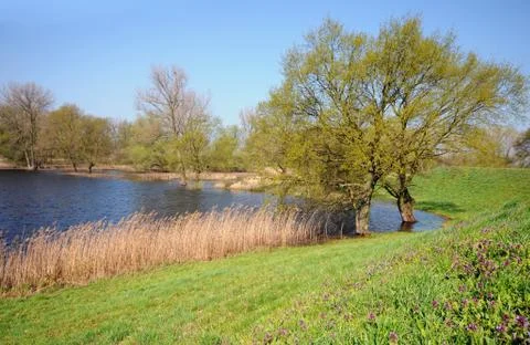 Elbe river ponds with willow tree Stock Photos