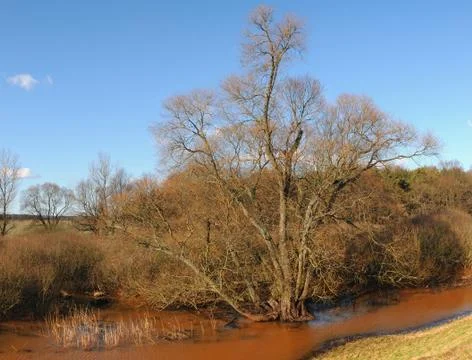Elbe river ponds with willow tree Foto stock