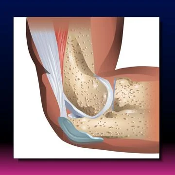 Elbow Stock Illustration