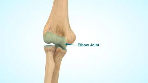 Elbow joint of 3d illustration Stock-Illustration