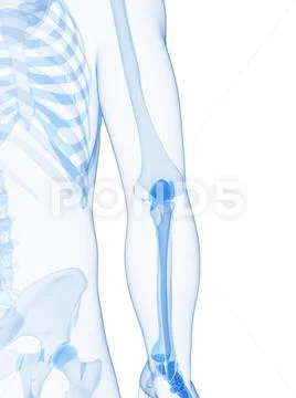 Elbow joint, artwork ~ Clip Art ~ Download Now #75478535