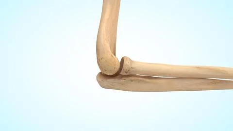 The elbow joint bones 3d illustration Illustrazione stock
