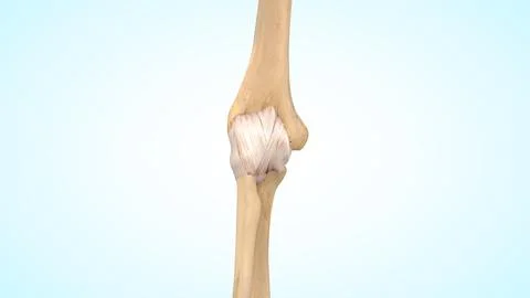 Elbow joint capsule ligaments of 3d illustration Stock-Illustration