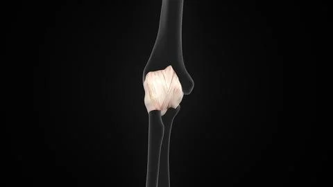 Elbow joint capsule ligaments of 3d illustration Stock-Illustration