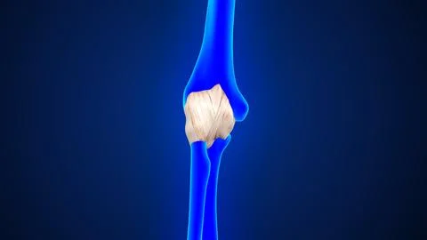 Elbow joint capsule ligaments of 3d illustration Stock Illustration
