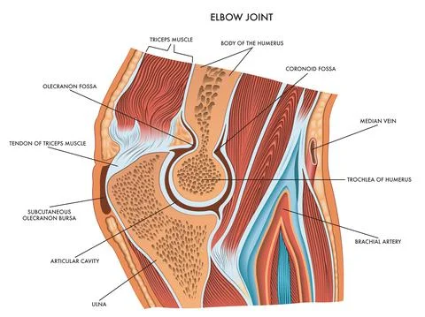 Elbow joint Stock Illustration