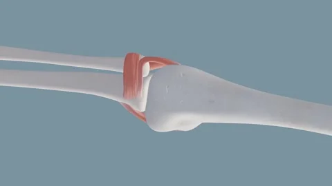 Elbow Joint Ligaments Stock Footage 251911264