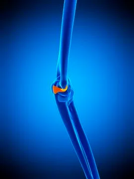 Elbow ligament, illustration Stock Illustration
