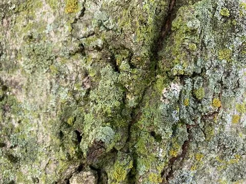 Elbow of tree closeup color texture palette reference Stock Photos