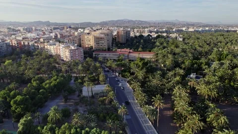 Elche city surrounded by palm trees (Palmeral) at sunset Stock Footage 236167608