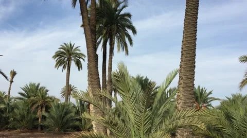 Elche Palm trees in autumn. Stock Footage 68785490