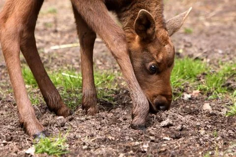 Elchkalb Stock Photos