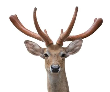 Eld deer (Rucervus eldi) head isolated Stock-Fotos