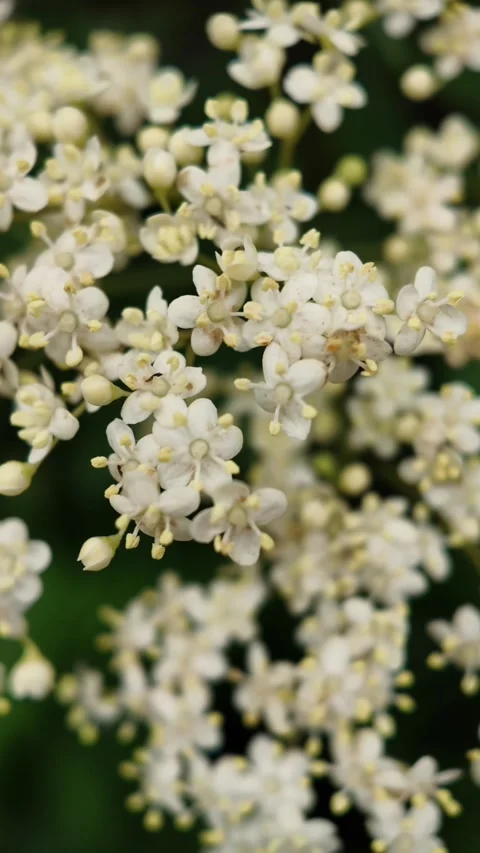 Eldeberry flowers blowing in the wind. White elder flowers. Stock Footage 310105452