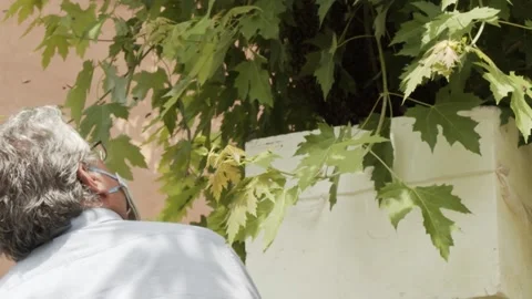 Elder beekeeper using a bee hive smoker. Stock-Footage 155238879