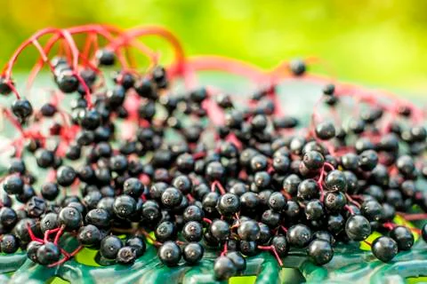 Elder berries Stock Photos