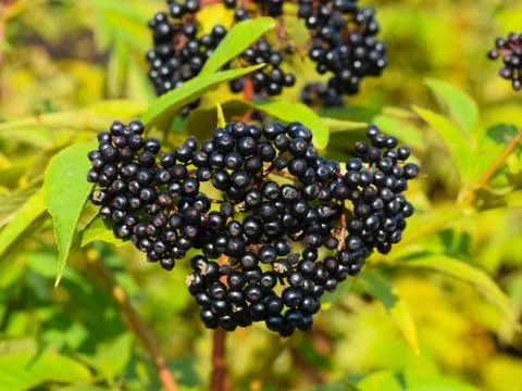 The elder berries Foto stock