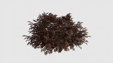 Elder-berry blowing in the wind Loop Animation. Alpha Channel Stock Footage 307635323