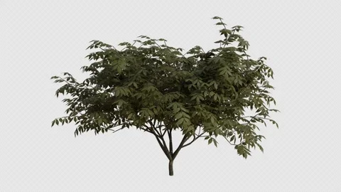 Elder-berry blowing in the wind Loop Animation. Alpha Channel Stock Footage 307635822