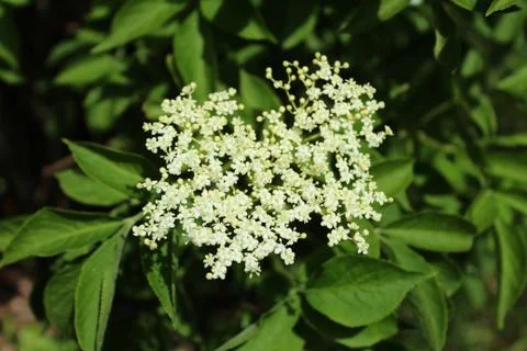 Elder with blossoms in the spring Stock Photos