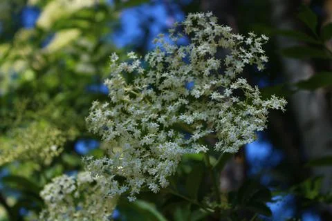 Elder with blossoms in the spring Stock Photos
