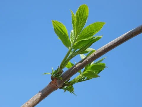 Elder branch in springtime Stock Photos