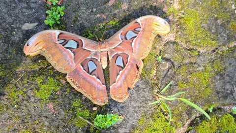 atlas moth / Attacus atlas ryukyuensis