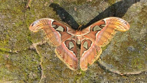 An elder brown atlas moth Stock Footage 229601001