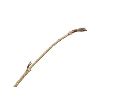 Elder buds on white Stock Photos