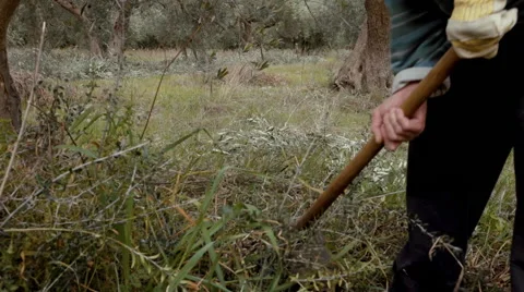 Elder farmer at his olive tree field using a pickax,ploughing. Stock Footage 62684424