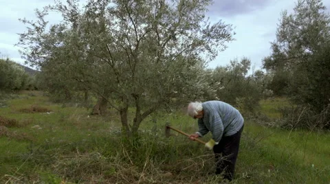 Elder farmer at his olive tree field using a pickax,ploughing. Stock Footage 62684515