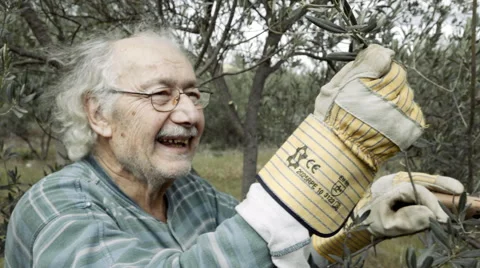 Elder farmer at his olive tree field proudly examines oil tree branch. Stock Footage 62684636