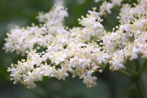 Elder Flower Stock Illustration