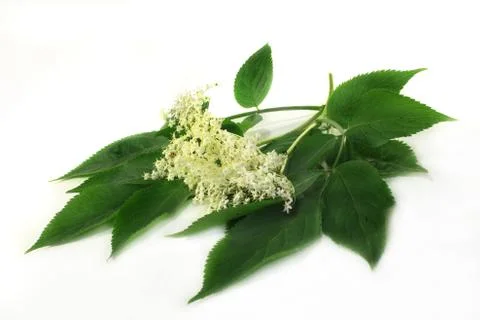 Elder flower Stock Photos