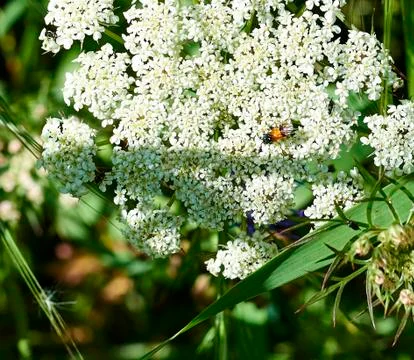 Elder flower Stock Photos
