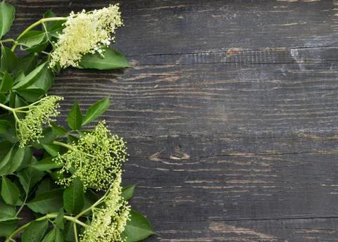Elder flower Stock Photos