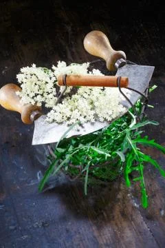 Elder flowering Stock Photos