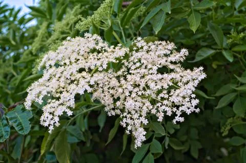 Elder flowers close up Stock Photos