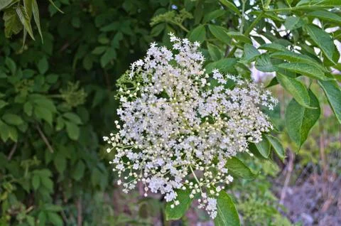 Elder flowers close up Stock Photos