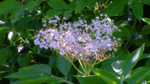 Elder Flowers on an Elder Bush in the Warm Summer Sunshine 库存影片 197875625