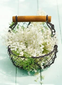 Elder flowers Stock Photos