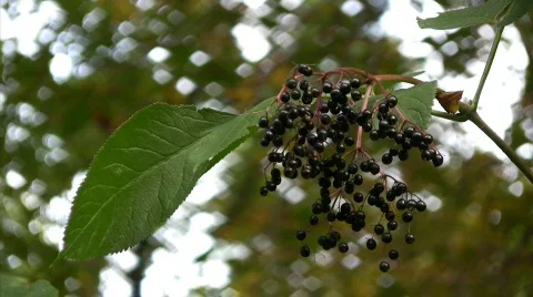 Elder  Stock Footage 568003