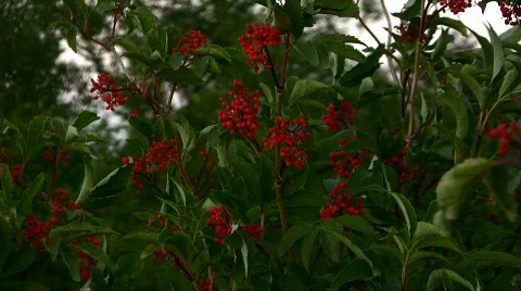 Elder Stock Footage 857260