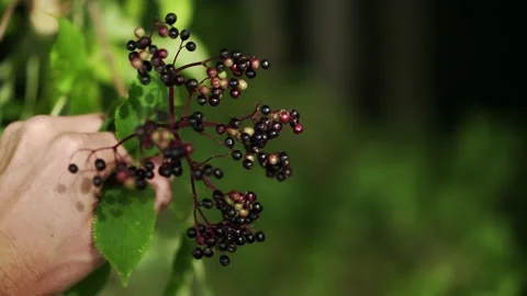 Elder Stock Footage 148652962