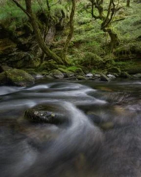 Elder Forest of Twisted Trees next to a River Stock Photos